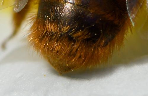Osmia tricornis